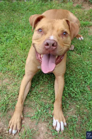 Bruno