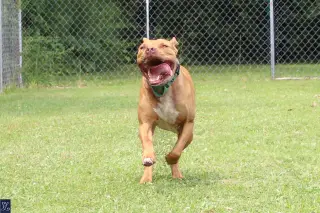 Bruno