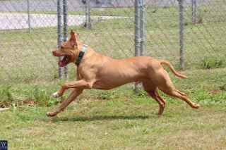 Bruno
