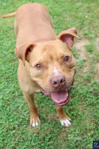 Bruno