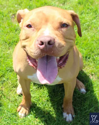Bruno