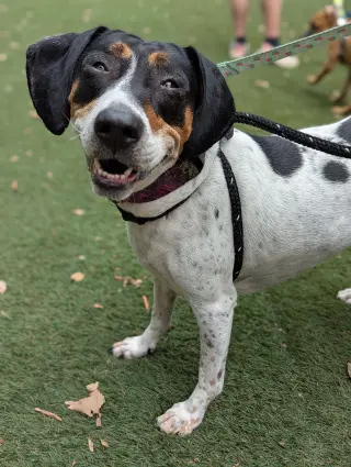 Liliana