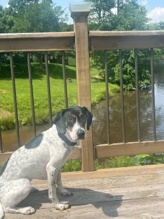 Liliana