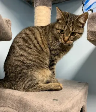 Helen