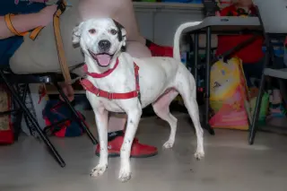 Nellie