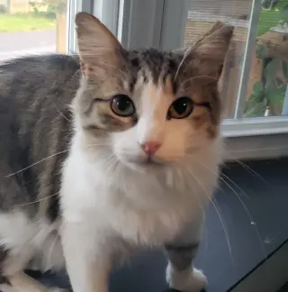 Dexter