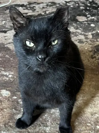 Yogi