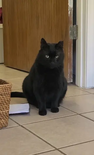 Yogi