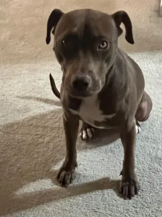 Cocoapup