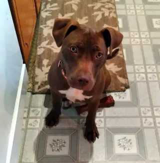 Cocoapup