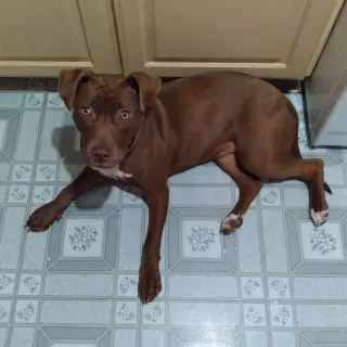 Cocoapup