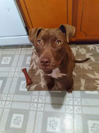Cocoapup