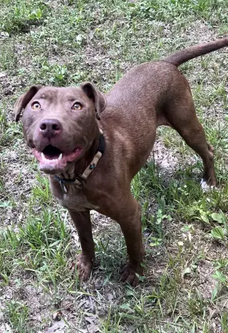 Cocoapup