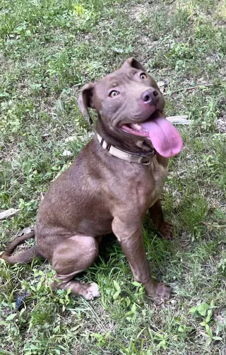 Cocoapup