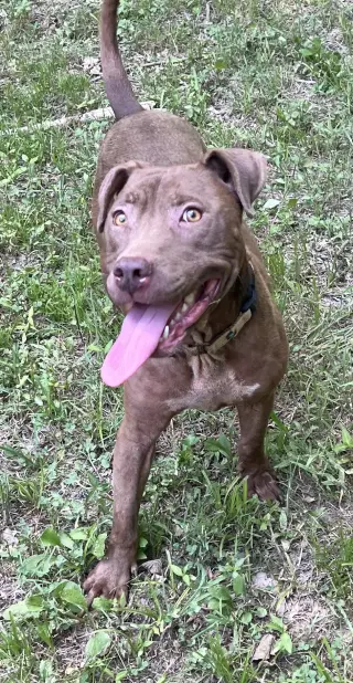 Cocoapup