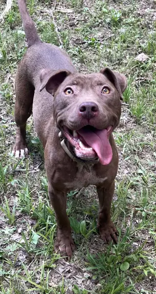 Cocoapup