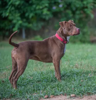 Cocoapup