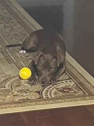 Cocoapup