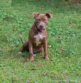 Cocoapup