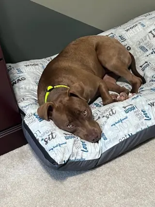Cocoapup