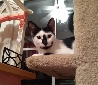 Katniss