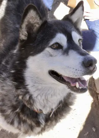 Benson