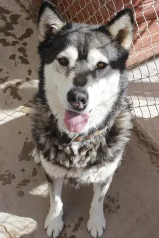 Benson