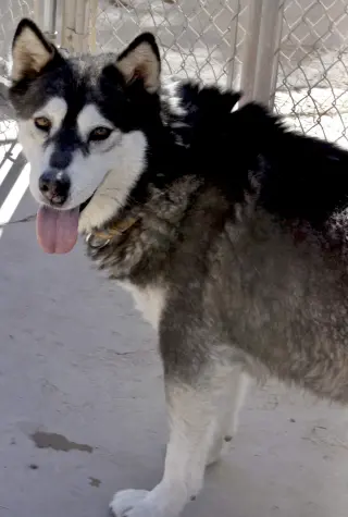 Benson