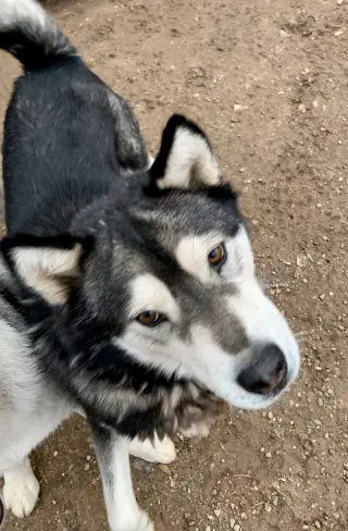 Benson