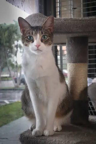 Junior 2