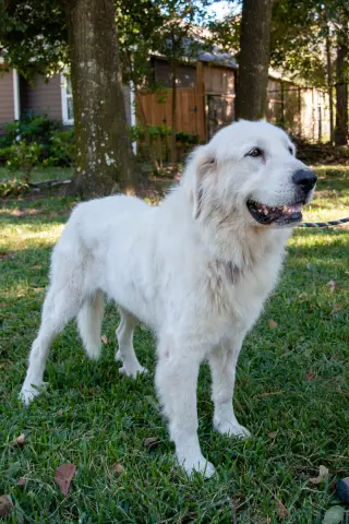Layla, bonded with Boaz