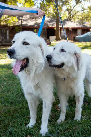 Layla, bonded with Boaz