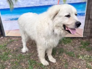 Layla, bonded with Boaz
