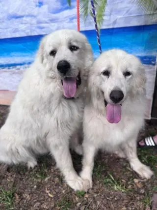 Layla, bonded with Boaz