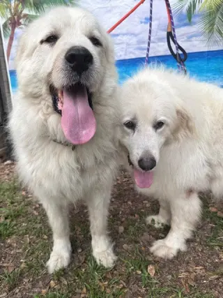 Layla, bonded with Boaz