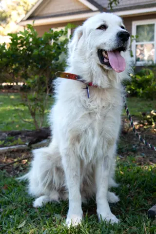 Boaz, bonded with Layla