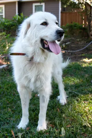 Boaz, bonded with Layla
