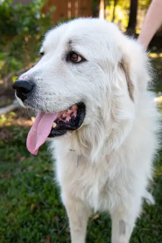 Boaz, bonded with Layla