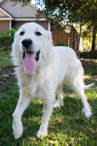 Boaz, bonded with Layla