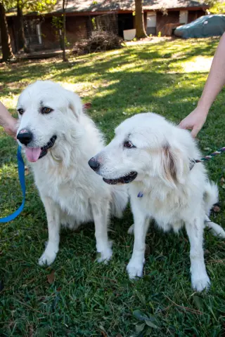 Boaz, bonded with Layla