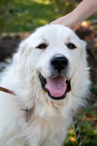 Boaz, bonded with Layla