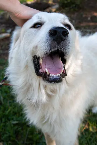 Boaz, bonded with Layla