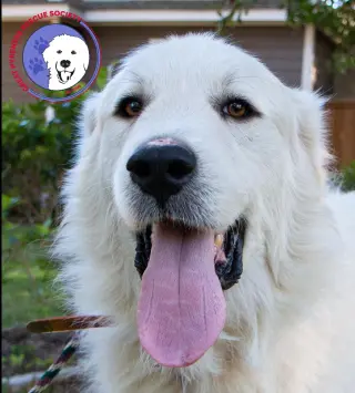 Boaz, bonded with Layla