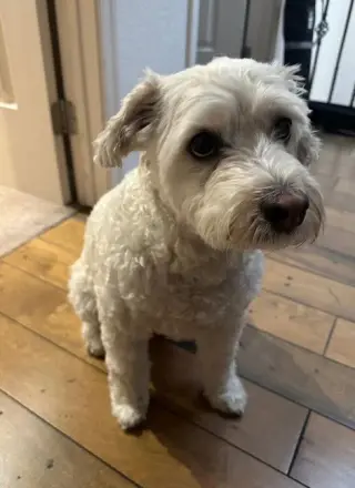 Herman