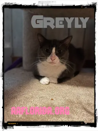 Greyly