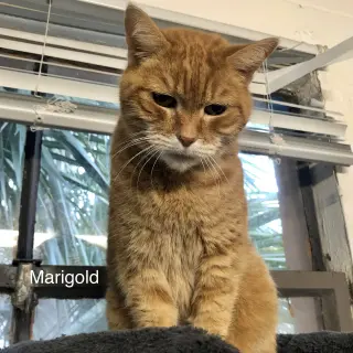 Marigold