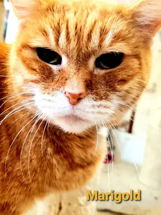 Marigold