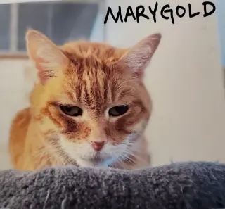 Marigold