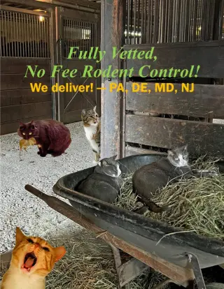 We Have Male and Female Barn Cats!