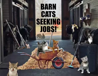 We Have Male and Female Barn Cats!